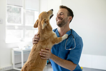Happy man vet doctor in blue uniform cuddling pembroke welsh corgi dog, playing with little dog...