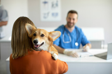 Cute corgi dog looking to the camera while being held by his owner at the vet clinic, selective...