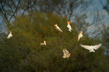 Major Mitchells Cockatoo - Lophochroa leadbeateri also Leadbeater's or Pink cockatoo, medium-sized...