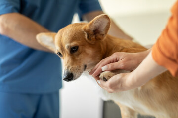 Modern vet clinic. Loving dog's owner calming down cute corgi dog sitting on examination table...