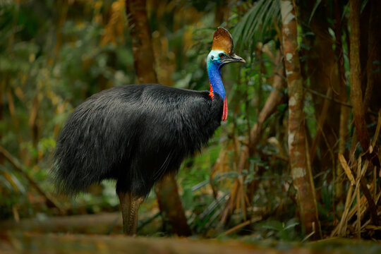 Southern Cassowary - Casuarius casuarius also Double-wattled or Australian or Two-wattled cassowary, large flightless black bird, ratite related to the emu, ostriches, rheas and kiwis, in the rainfore