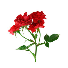 Red rose set flower isolated on transparent background, roses flowers bouquet in air cut out, png