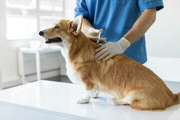 Sick pembroke welsh corgi dog sitting on medical table in veterinary clinic while male veterinarian in protective gloves and uniform vaccinating him