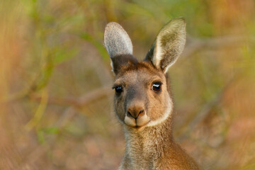 Western Grey Kangaroo - Macropus fuliginosus also giant or black-faced or mallee kangaroo or sooty kangaroo, large common kangaroo from southern part of Australia, in bushes. in the colorful bush