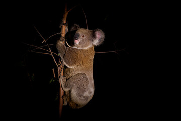 Koala - Phascolarctos cinereus on the tree in Australia, eating, climbing on eucaluptus. Cute australian typical iconic animal on the branch during the night © phototrip.cz