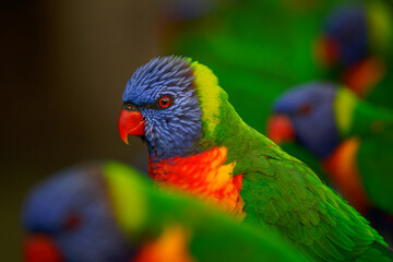 Rainbow Lorikeet - Trichoglossus moluccanus- species of parrot from Australia, common along the eastern seaboard, from northern Queensland to South Australia, rainforest, coastal bush and woodland