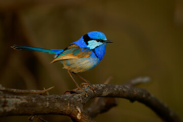 Male of Splendid Fairywren - Malurus splendens passerine bird in Maluridae, blue wren found in Australia in arid and semi-arid regions, sexual dimorphism, small long-tailed bird of bright blue