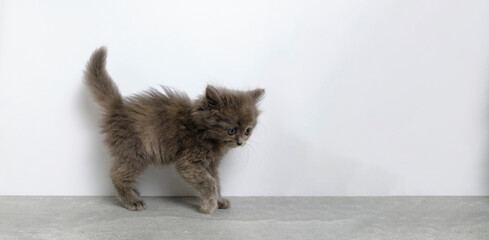 Playful gray little kitten with raised tail and ears white background.