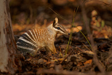 Numbat - Myrmecobius fasciatus also noombat or walpurti, insectivorous diurnal marsupial, diet consists almost exclusively of termites. Small cute animal termit hunter in the australian forest