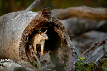 Numbat - Myrmecobius fasciatus also noombat or walpurti, insectivorous diurnal marsupial, diet...