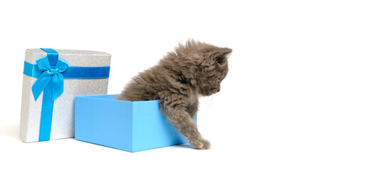 Small and cute gray kitten climbs out of an open gift box with blue bow.