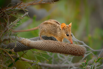 Honey Possum or noolbenger Tarsipes rostratus tiny marsupial feeds on the nectar and pollen of yellow bloom, important pollinator for Banksia attenuata and coccinea and Adenanthos cuneatus