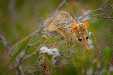 Honey Possum or noolbenger Tarsipes rostratus tiny marsupial feeds on the nectar and pollen of yellow bloom, important pollinator for Banksia attenuata and coccinea and Adenanthos cuneatus