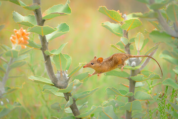 Honey Possum or noolbenger Tarsipes rostratus tiny marsupial feeds on the nectar and pollen of...