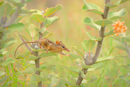 Honey Possum or noolbenger Tarsipes rostratus tiny marsupial feeds on the nectar and pollen of yellow bloom, important pollinator for Banksia attenuata and coccinea and Adenanthos cuneatus