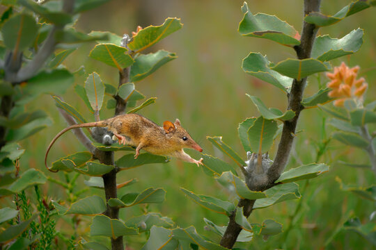 Honey Possum or noolbenger Tarsipes rostratus tiny marsupial feeds on the nectar and pollen of yellow bloom, important pollinator for Banksia attenuata and coccinea and Adenanthos cuneatus