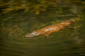 Fototapeta premium Platypus - Ornithorhynchus anatinus, duck-billed platypus, semiaquatic egg-laying mammal endemic to eastern Australia, including Tasmania. Strange water marsupial with duck beak and flat fin tail
