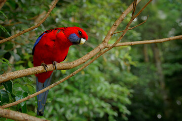 Crimson Rosella - Platycercus elegans a parrot native to eastern and south eastern Australia, introduced to New Zealand and Norfolk Island, mountain forests and gardens