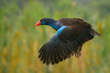 Flying Australasian swamphen (Porphyrio melanotus), a beautiful interesting wetland bird. Colorful bird, blue with red beak with nice green and orange background photographed in evening sun