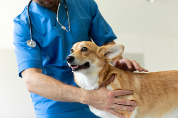 Pembroke welsh corgi during checkup at vet clinic, male doctor touching and examinining dog, closeup, copy space