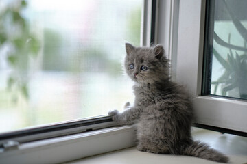 Small gray kitten is sitting open window and looking out street.