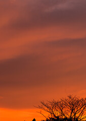 Abstract background of orange sky and tree silhouette.