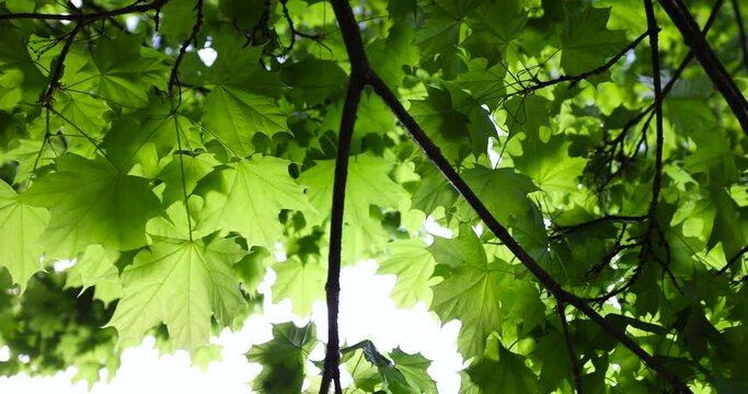 green foliage of maple trees in the spring season, deciduous maple trees with the first spring foliage of green color
