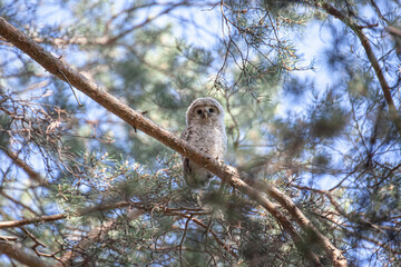 A fluffy cute owlet of the Ural Owl sits in the branches of a tree. tawny owl. Owl chick in a tree. Strix uralensis. Cute wildlife bird. Copy space