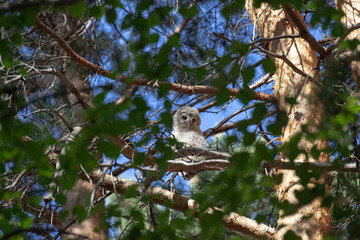 A fluffy cute owlet of the Ural Owl sits in the branches of a tree. tawny owl. Owl chick in a tree. Strix uralensis. Cute wildlife bird. Copy space
