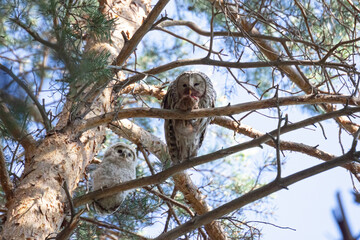 Ural owl with owlet. bird of prey eating. A bird of prey in a tree holds its prey in its claws. predatory bird. A big owl with an owlet eats its prey. Bird with baby. strix uralensis