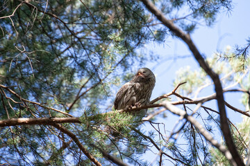 Ural owl.  A bird of prey in a tree . predatory bird. A big owl in forest. strix uralensis