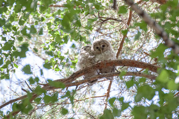 Two fluffy cute owlets of the Ural Owlets are sitting in the branches of a tree. tawny owl. Owl chicken in a tree. Cute wildlife baby birds. Strix uralensis. Copy space