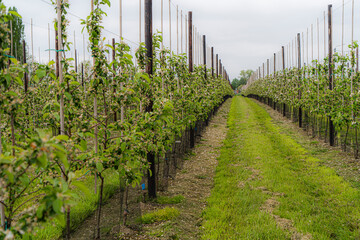 Meadow where apple trees are grown on Flemish soil. Authentic nursery of Belgian products, namely apples. Flemish organic products on Belgian soil. Apple flowers that bloom and will evolve into apples