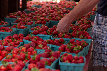 Fresh strawberries at the Farmer's Market