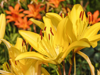 Yellow lilies in the garden in the summer