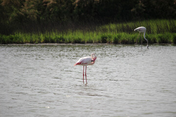 Flamingos in the Laguna de Fuente de Piedra, in the province of Malaga (Spain)