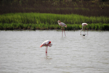 Flamingos in the Laguna de Fuente de Piedra, in the province of Malaga (Spain)