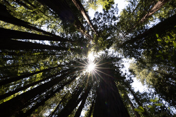 Sun and starburst in a grove of giant redwood trees in the forest at Muir Woods in California