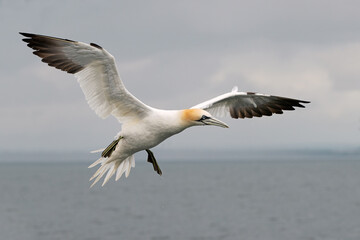 Northern Gannet (Morus bassanus)  flying over the North Sea - 619194995