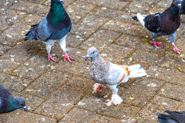 Many pigeons birds in city plaza in Alajuela Costa Rica.