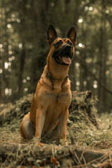 Dog panting, German Shepherd Belgian Malinois, mongrel mutt puppy in a woodland