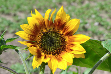 A beautiful yellow sunflower grows in the field