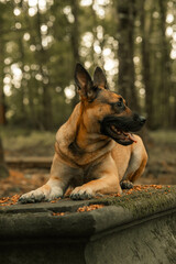 Dog panting, German Shepherd Belgian Malinois, mongrel mutt puppy in a woodland