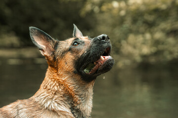 Cute brown dog swimming in a river, wading through water, splashing and running - obrazy, fototapety, plakaty