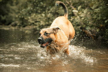 Cute brown dog swimming in a river, wading through water, splashing and running
