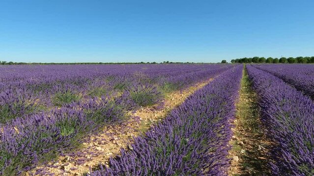 Extenso campo cultivado con arom&aacute;ticas y hermosas flores p&uacute;rpuras de lavanda durante el verano en Espa&ntilde;a