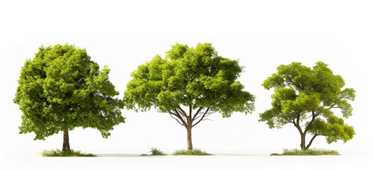 Bright green trees against a plain white background 