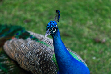 Peacock with green grass background