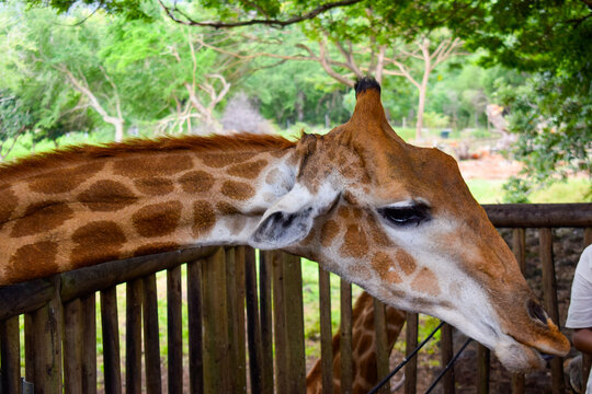 Portrait of a giraffe with tourist feeding it