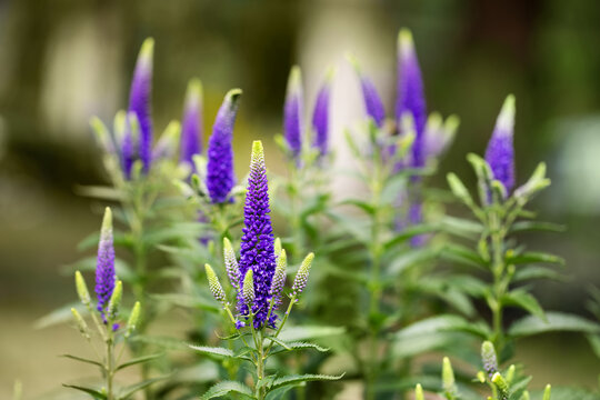 przetacznik kłosowy, Spike Speedwell Flower, Veronica spicata	